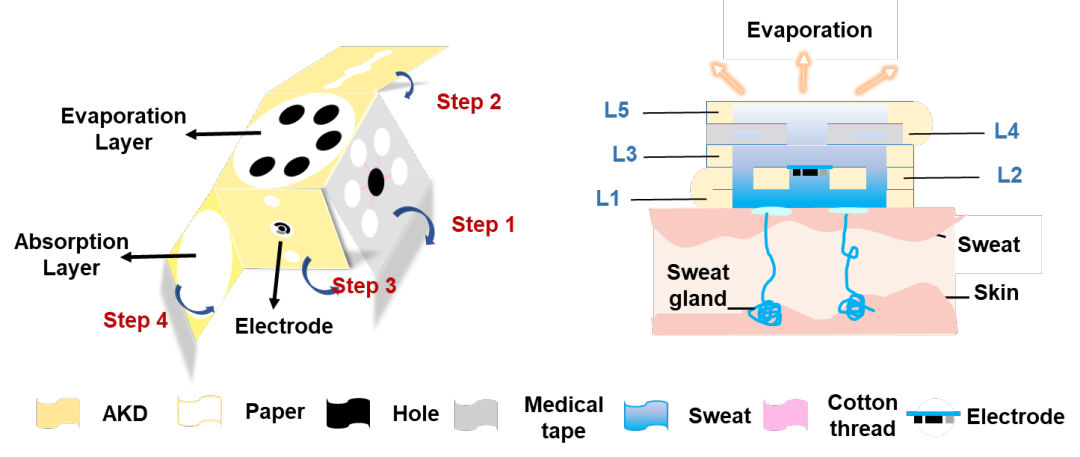 图7纸基微流控通道及传感区域的立体示意图.png 图7纸基微流控通道及传感区域的立体示意图.png